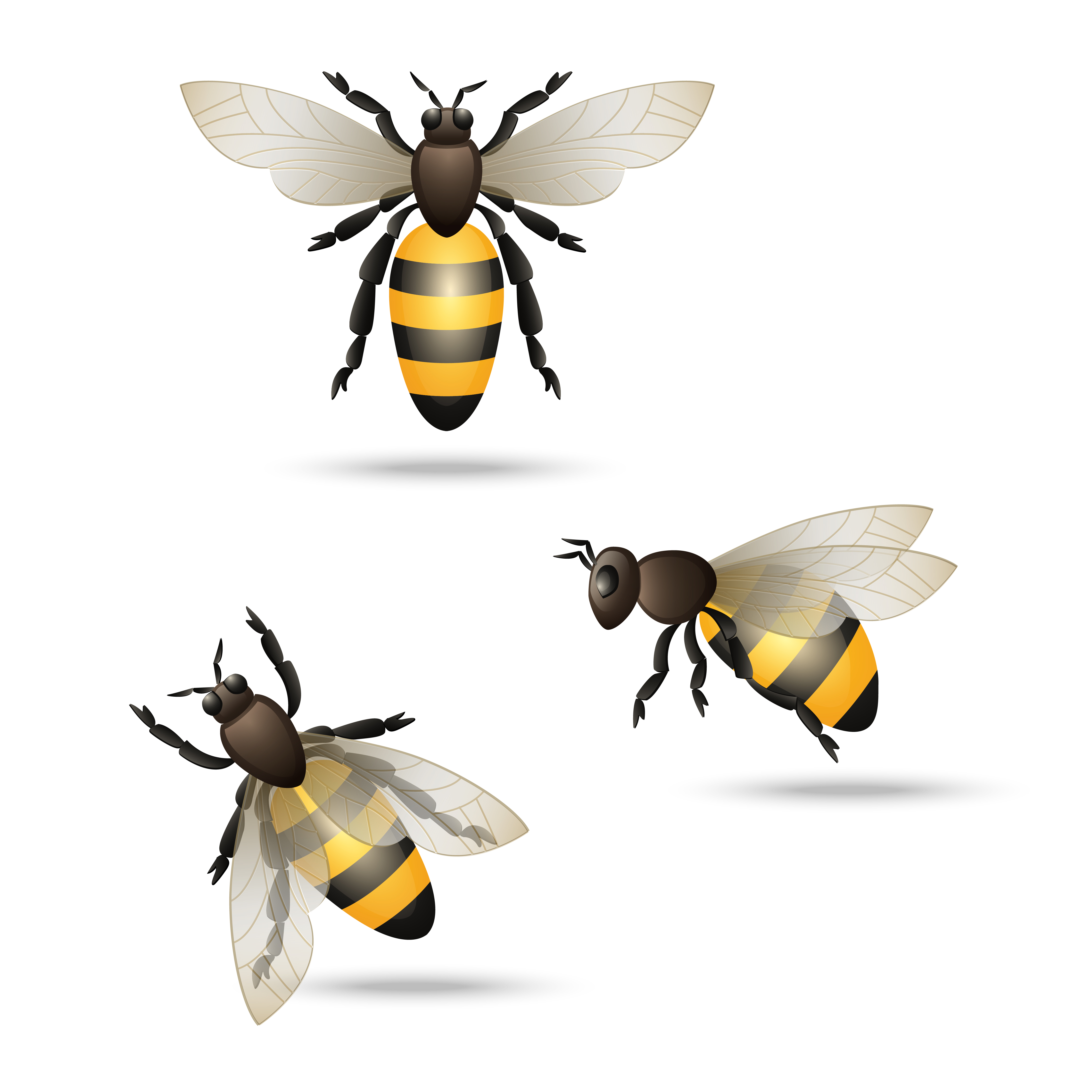 pest Control in Canberra