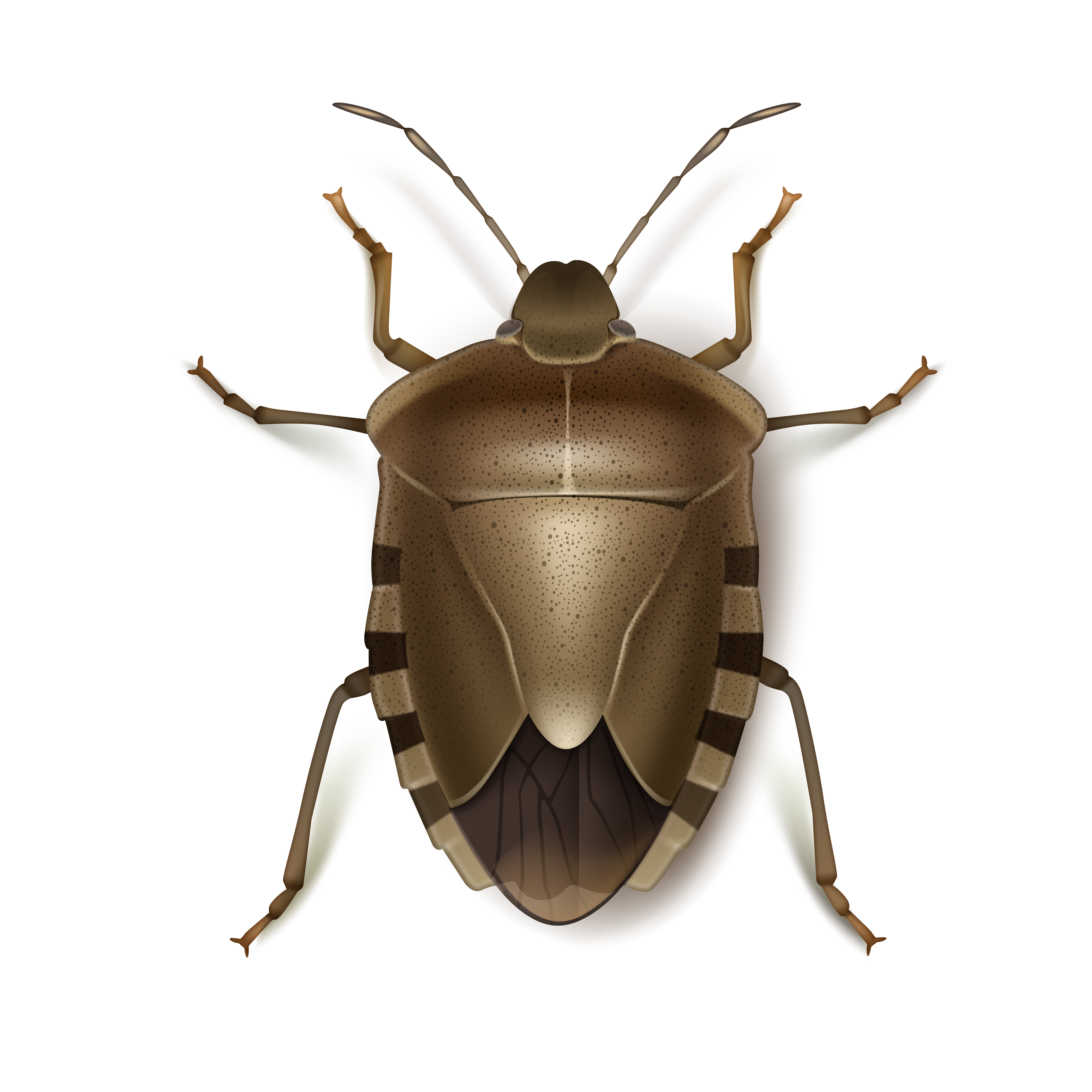 pest Control in Canberra