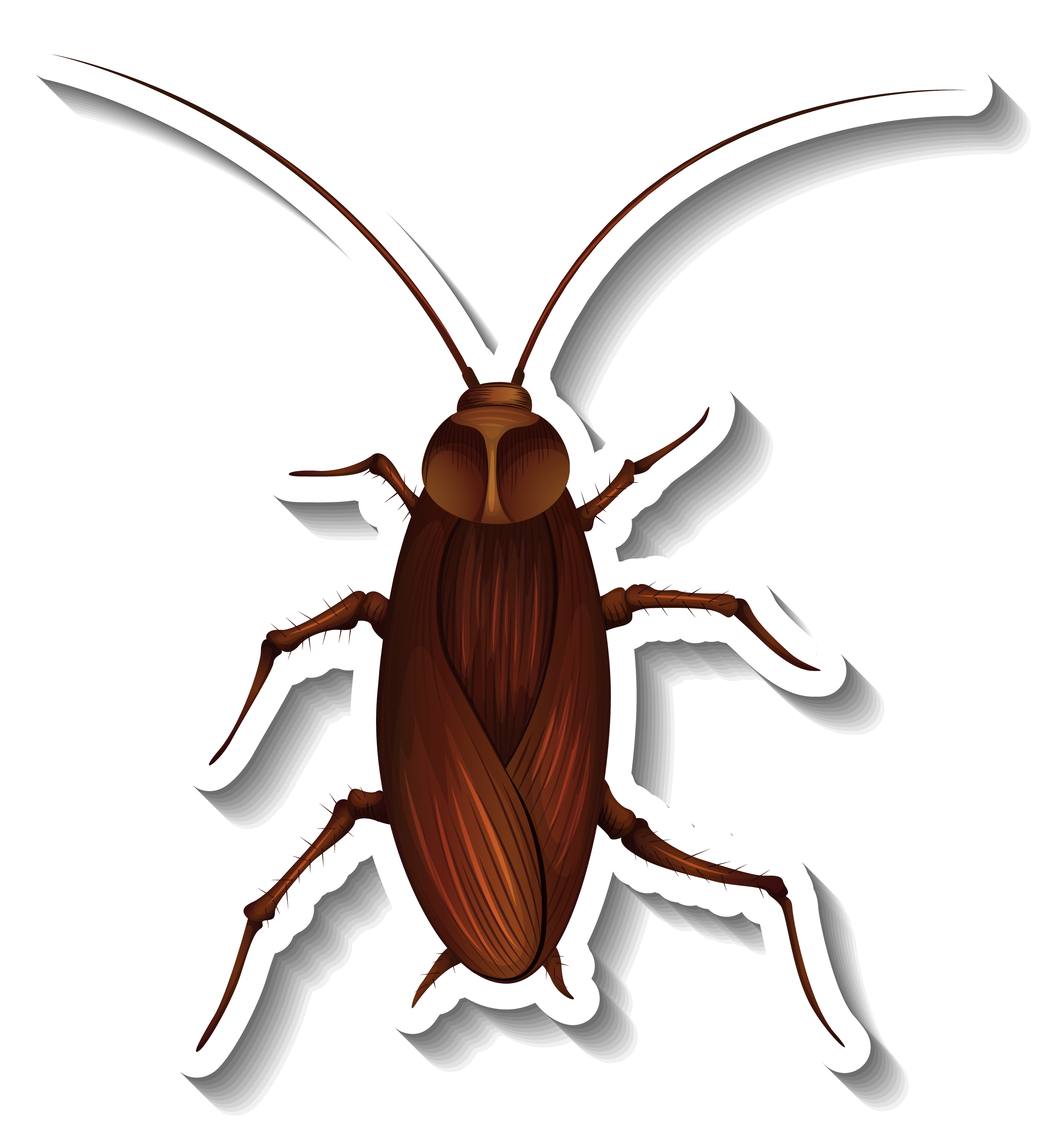 pest Control in Canberra