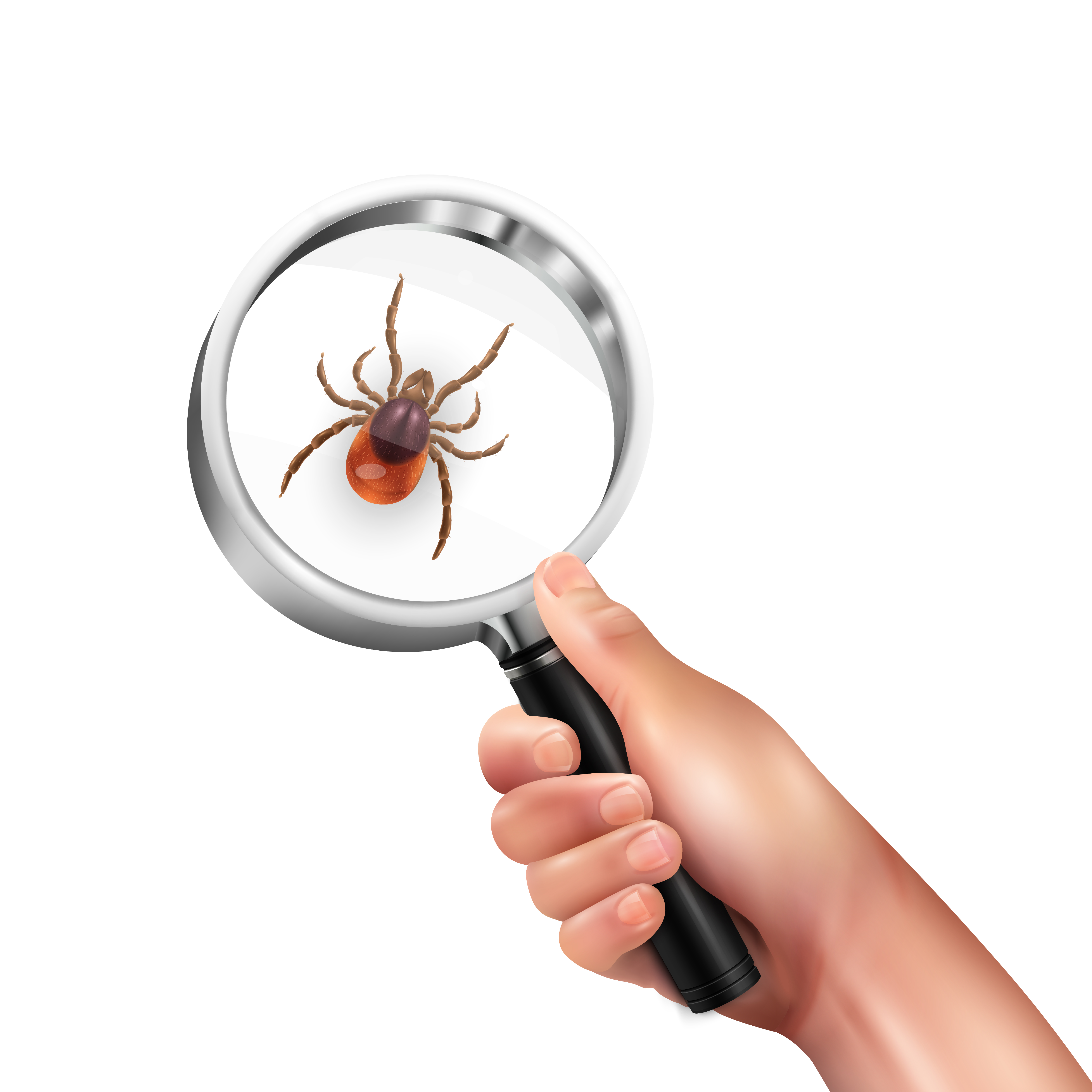 pest Control in Canberra